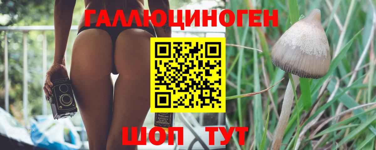 Галлюциногенные грибы Psilocybe  Вход с VPN  Горно-Алтайск  Галлюциногенные грибы GOLDEN TEACHER 